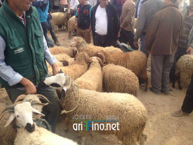 nador3205