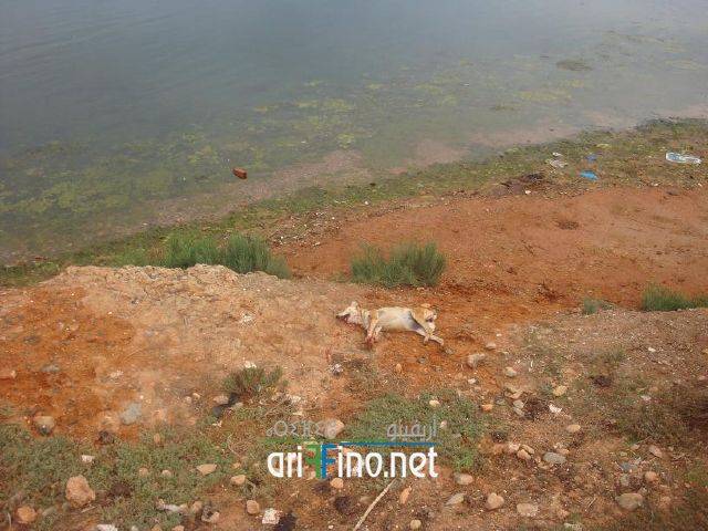 nador0134