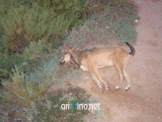 nador0141