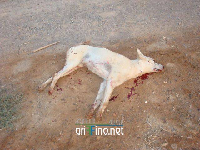 nador0144