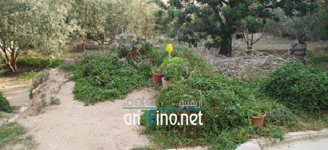 nador0817