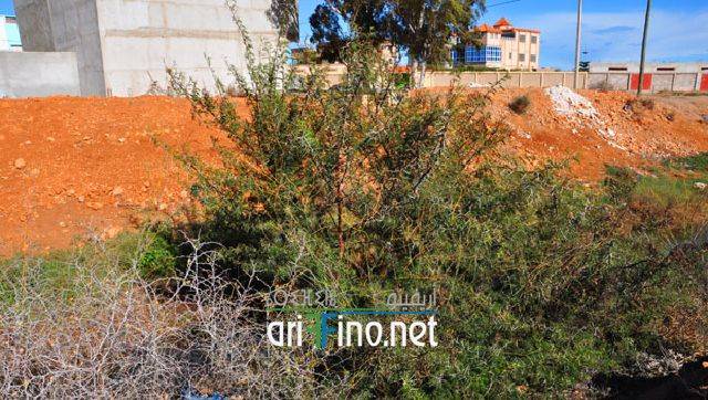 nador2314