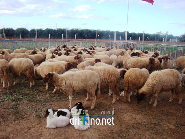 nador2488