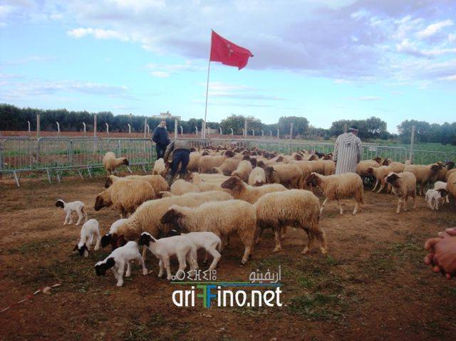nador2495
