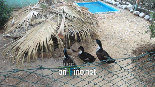 nador0469