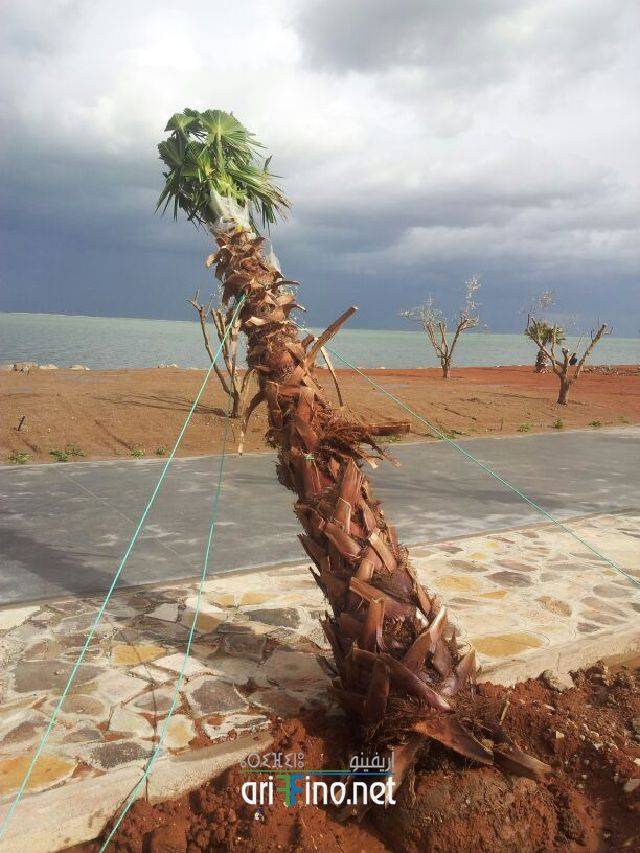 nador0555