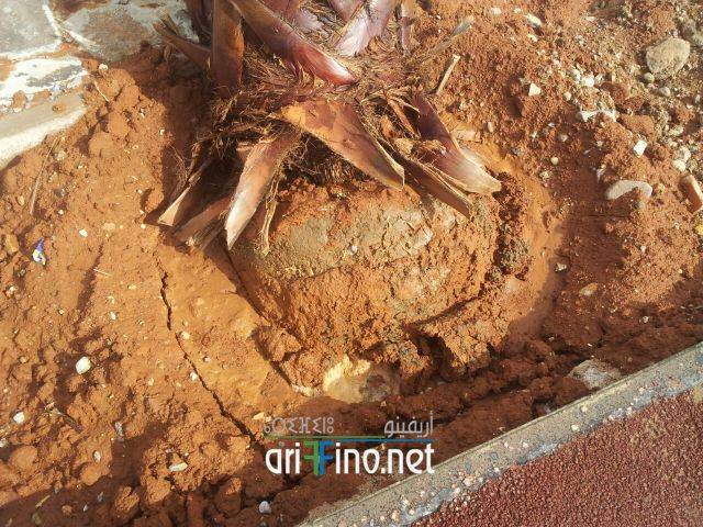 nador0569