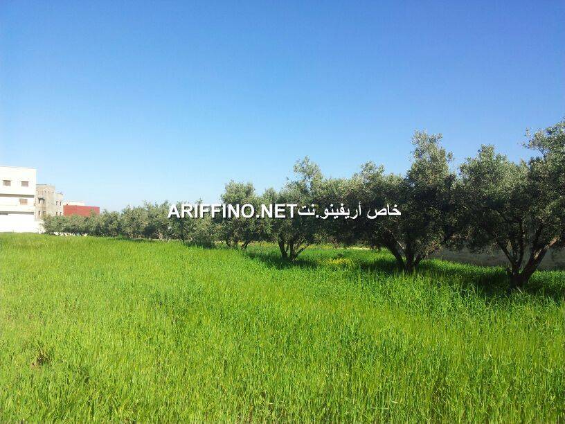 nador0006