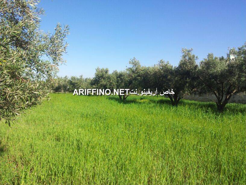 nador0008