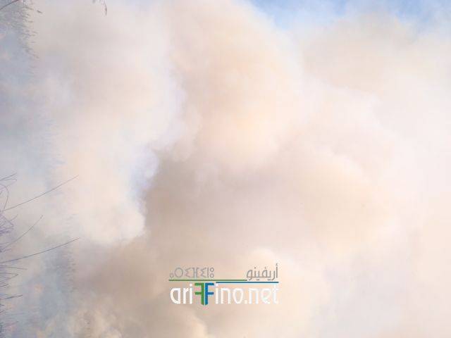 nador1709