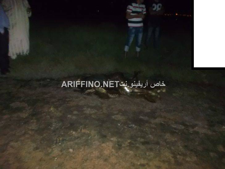 nador395