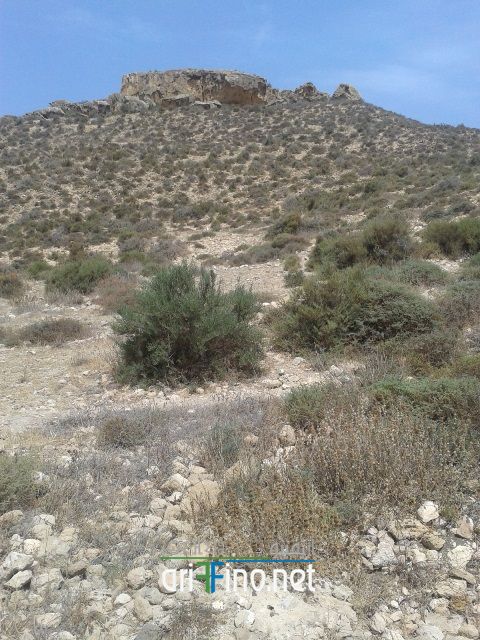 nador310