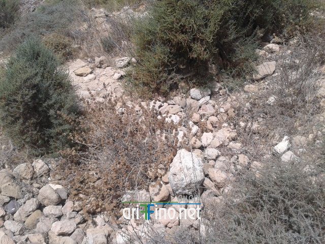 nador312