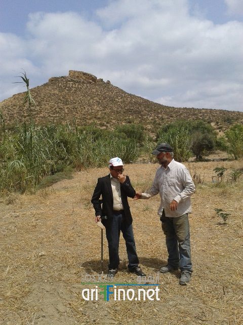 nador331