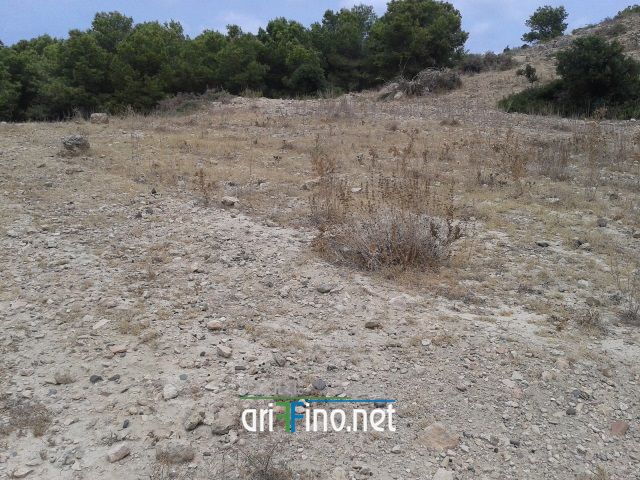 nador332