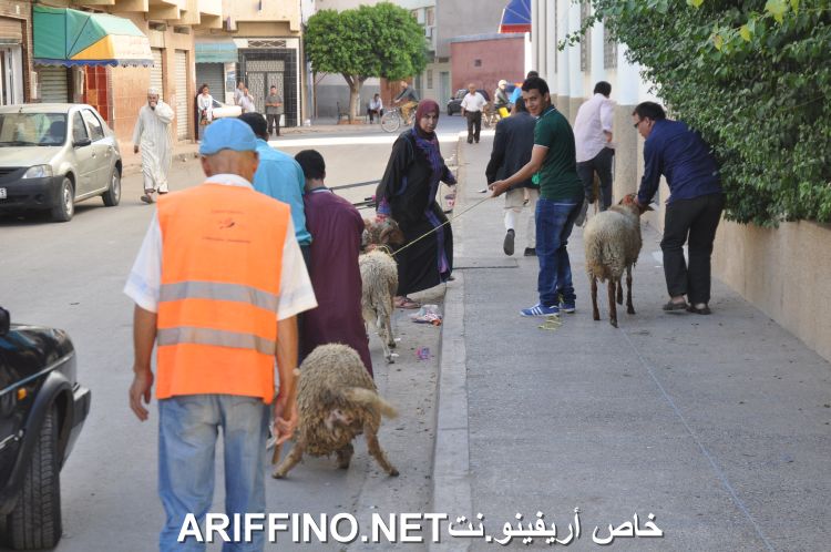 nador2242