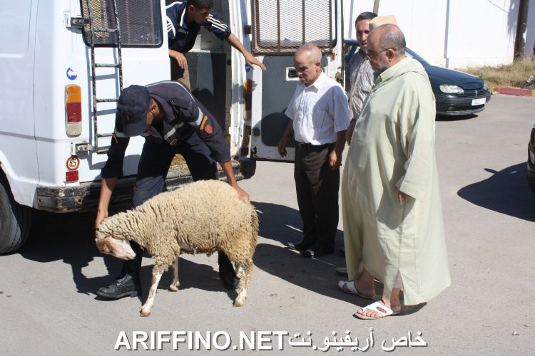 nador2256