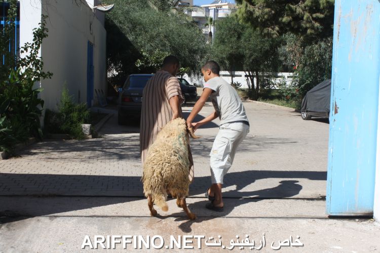 nador2257