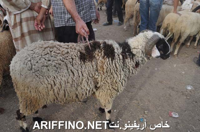 nador2319