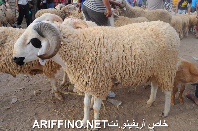 nador2322