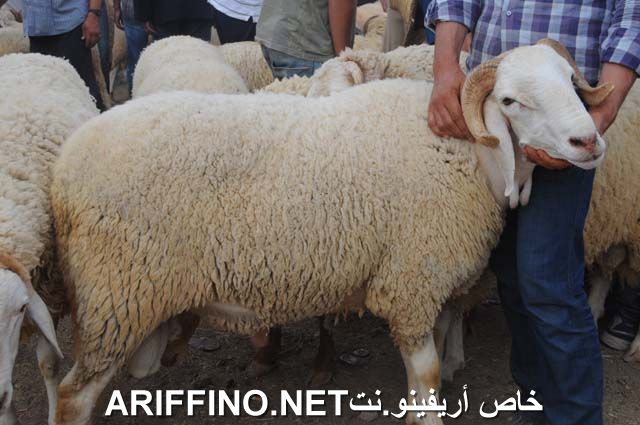 nador2324