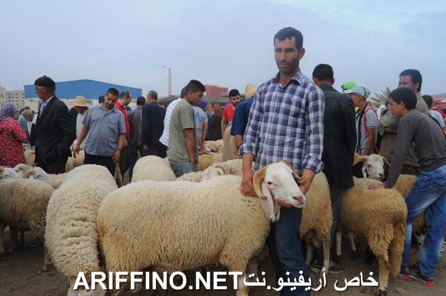 nador2325