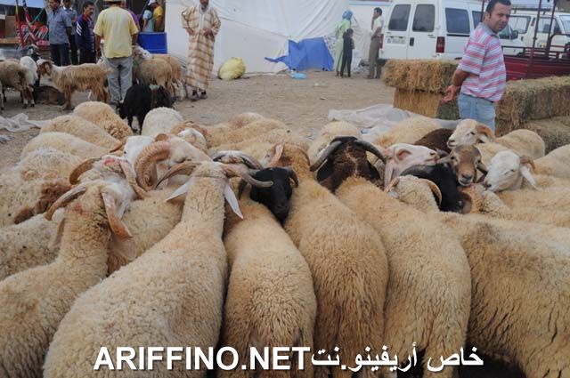 nador2327