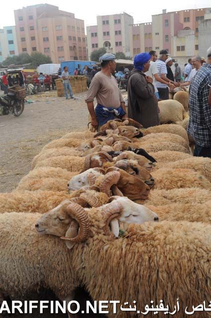nador2328