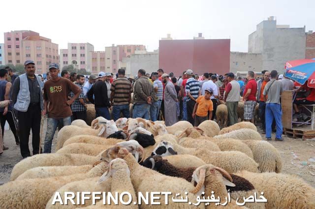 nador2329