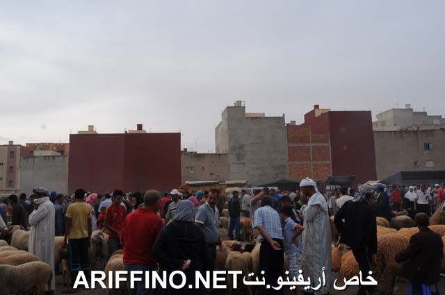 nador2331