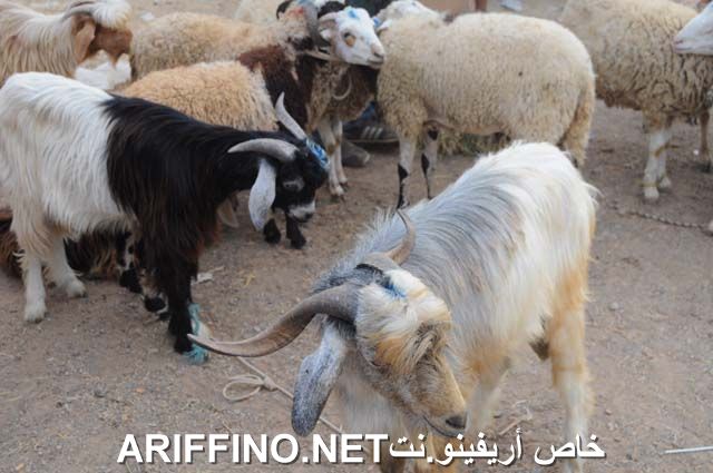 nador2332
