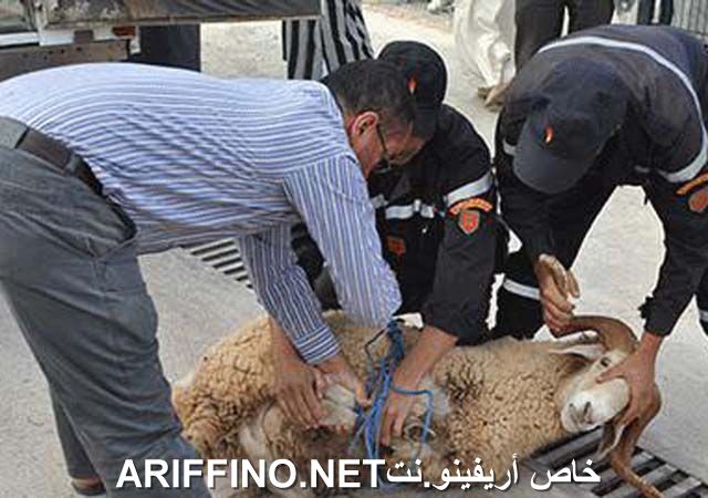 nador2379