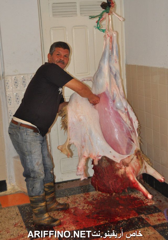 nador2389