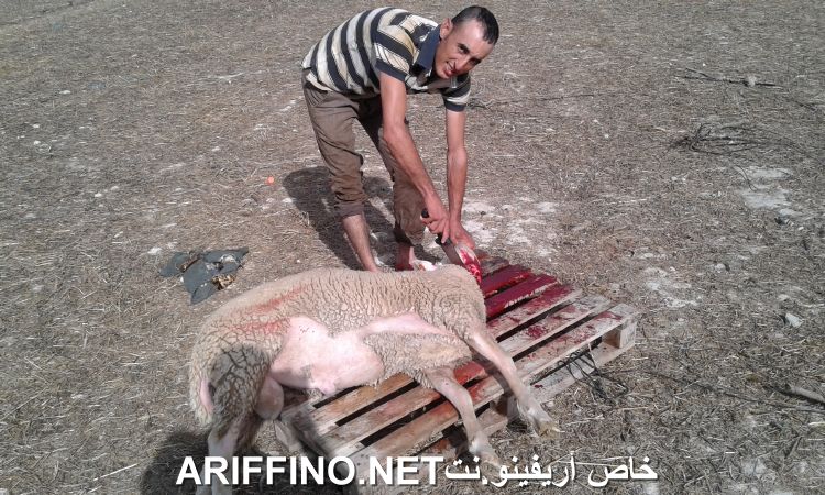 nador2440