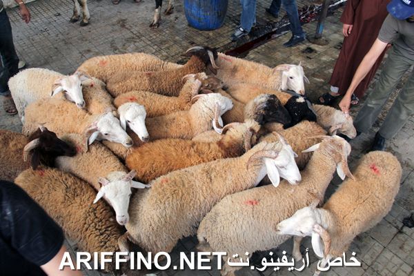 nador2443