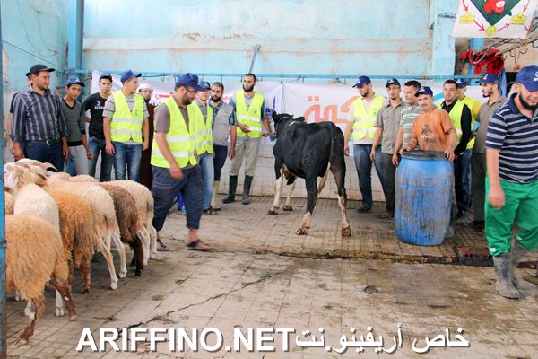 nador2447