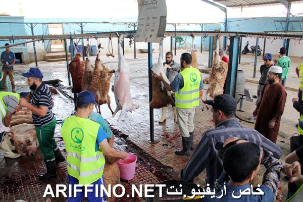 nador2450
