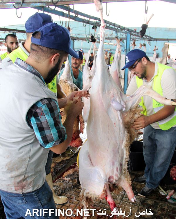 nador2453