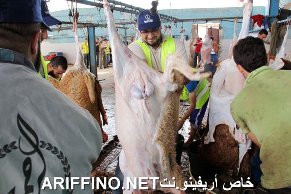 nador2454