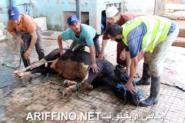 nador2457