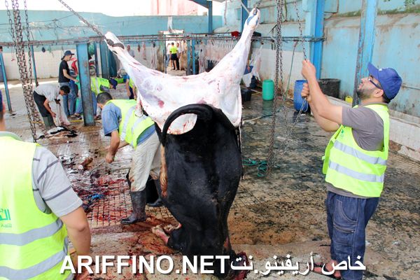 nador2459