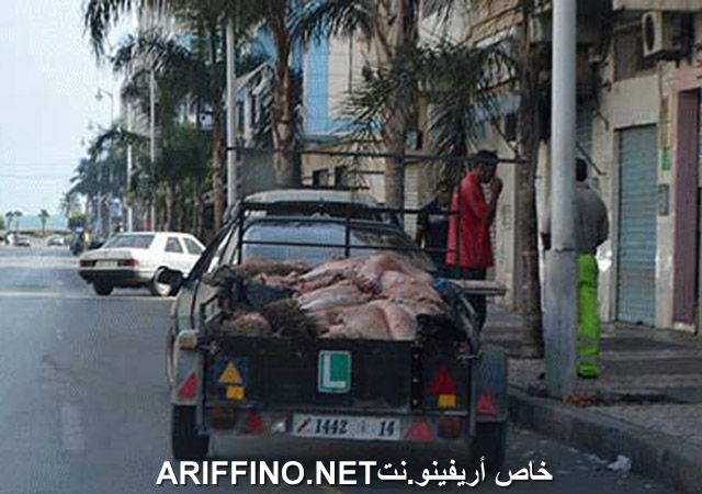 nador2550