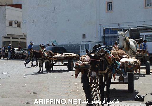 nador2551