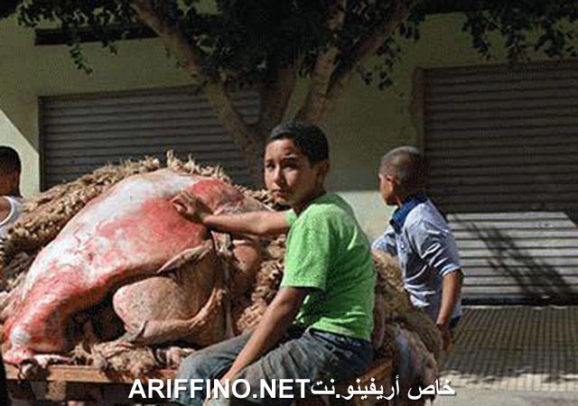 nador2555