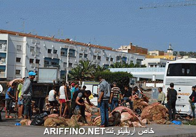 nador2556