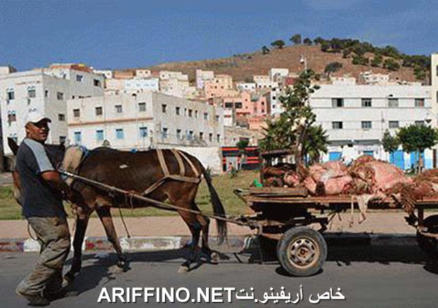 nador2559