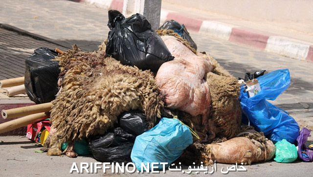 nador2583