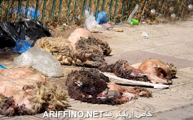 nador2586