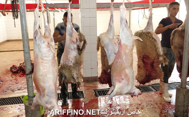 nador2600
