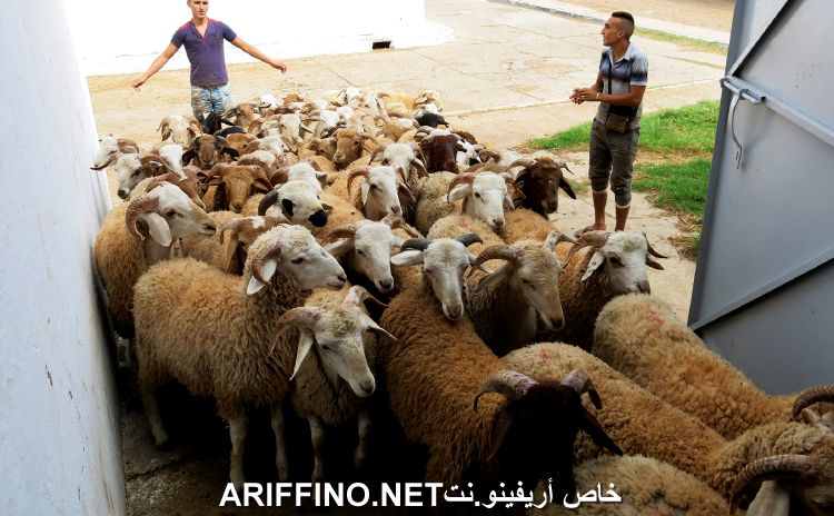 nador2617